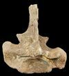 Mosasaur (Platecarpus) Dorsal Vertebrae - Kansas #48775-1